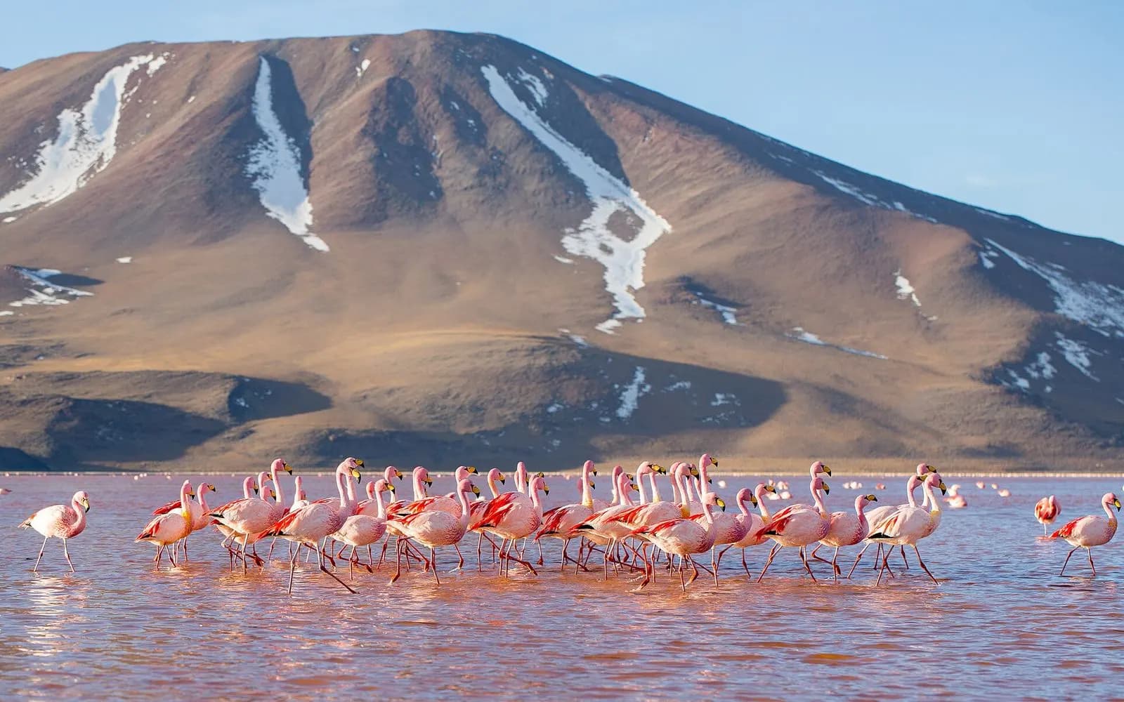 Pink flamingos wading in the red waters of Laguna Colorada below a snow-streaked volcano, Bolivia