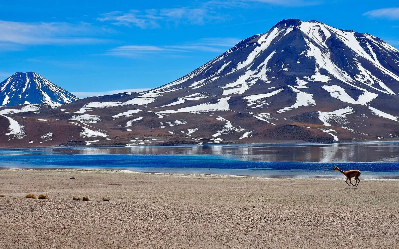 A vicuña runs along the shore of Laguna Miscanti below snow-streaked volcanoes, Atacama Desert, Chile
