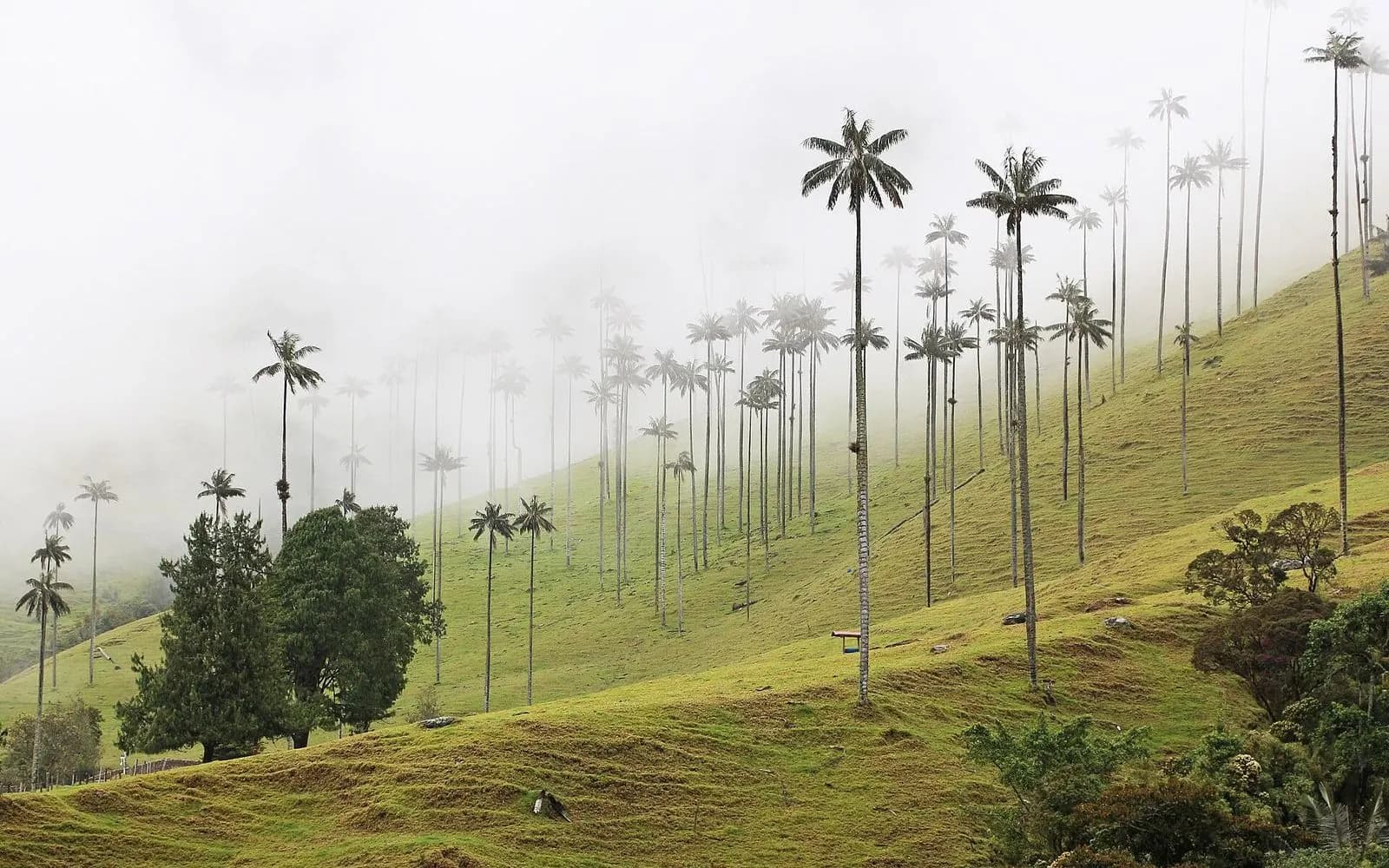 Tall wax palms rising from misty green hillside pastures in the Cocora Valley near Salento, Colombia