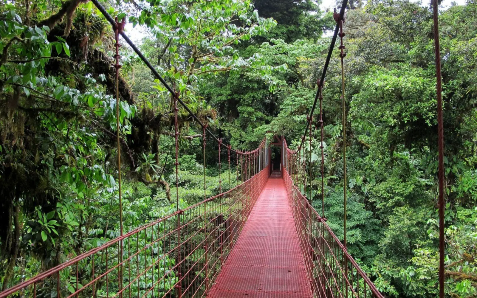 A red suspension bridge crossing through lush misty cloud forest at Monteverde, Costa Rica