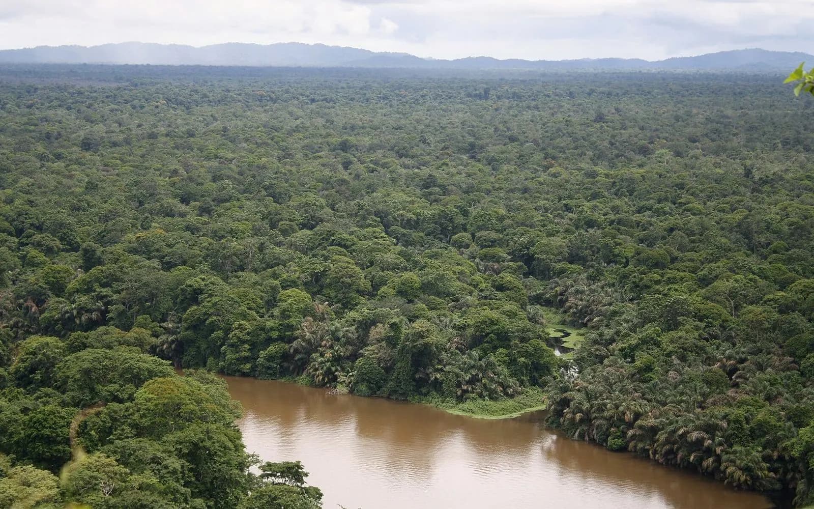 A brown river winding through dense rainforest canopy seen from above, Tortuguero, Costa Rica