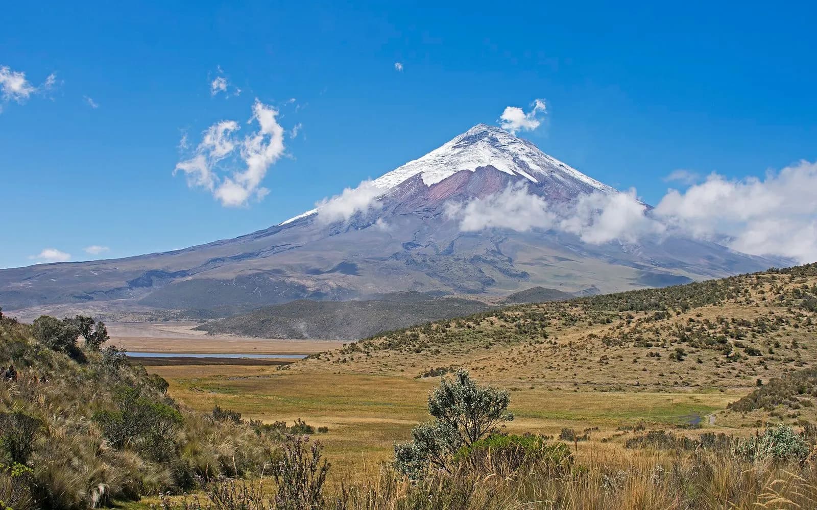 Snow-capped Cotopaxi volcano rising above golden páramo grassland under a blue sky, Ecuador