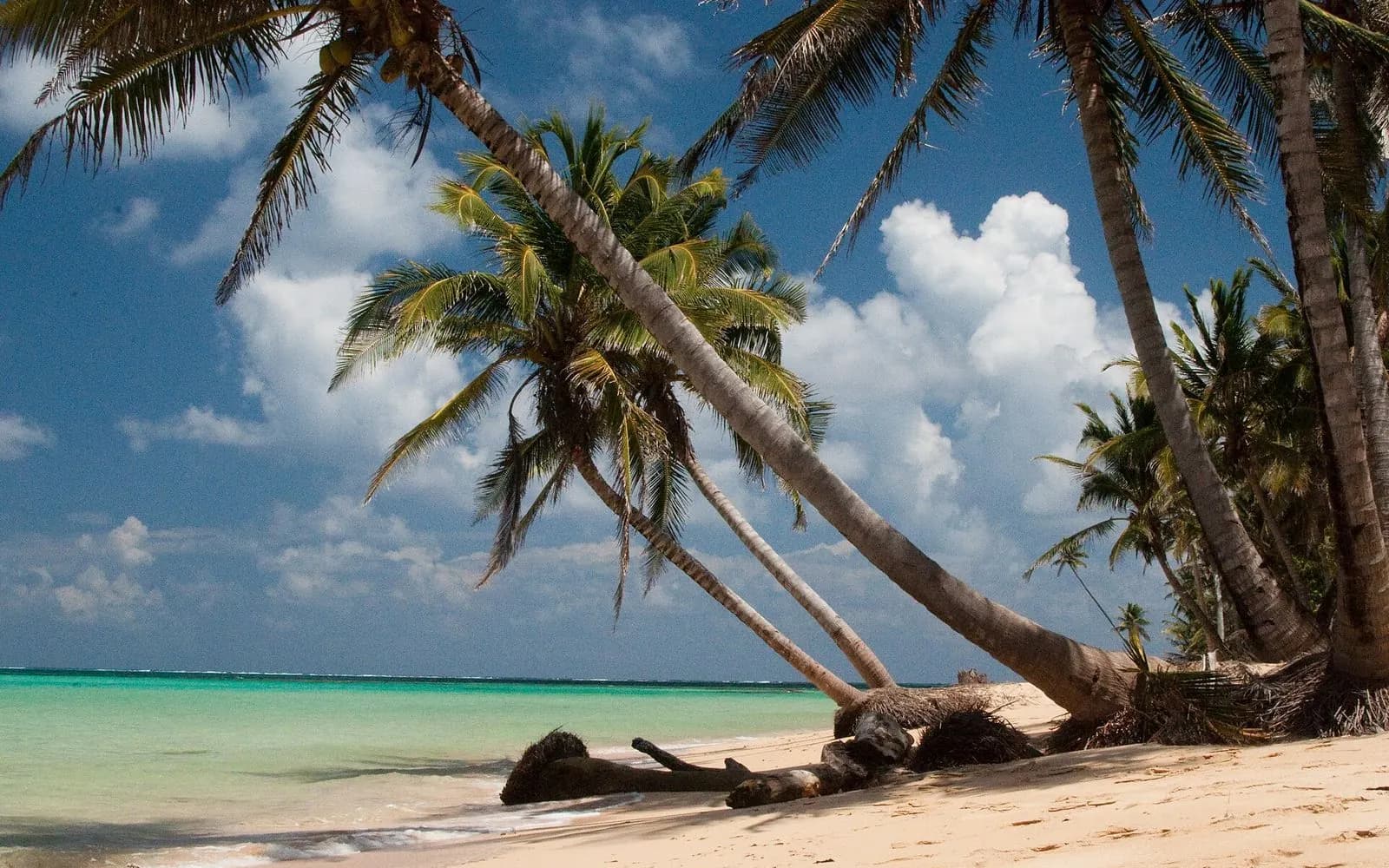 Leaning coconut palms over a white-sand beach and turquoise water, Little Corn Island, Nicaragua