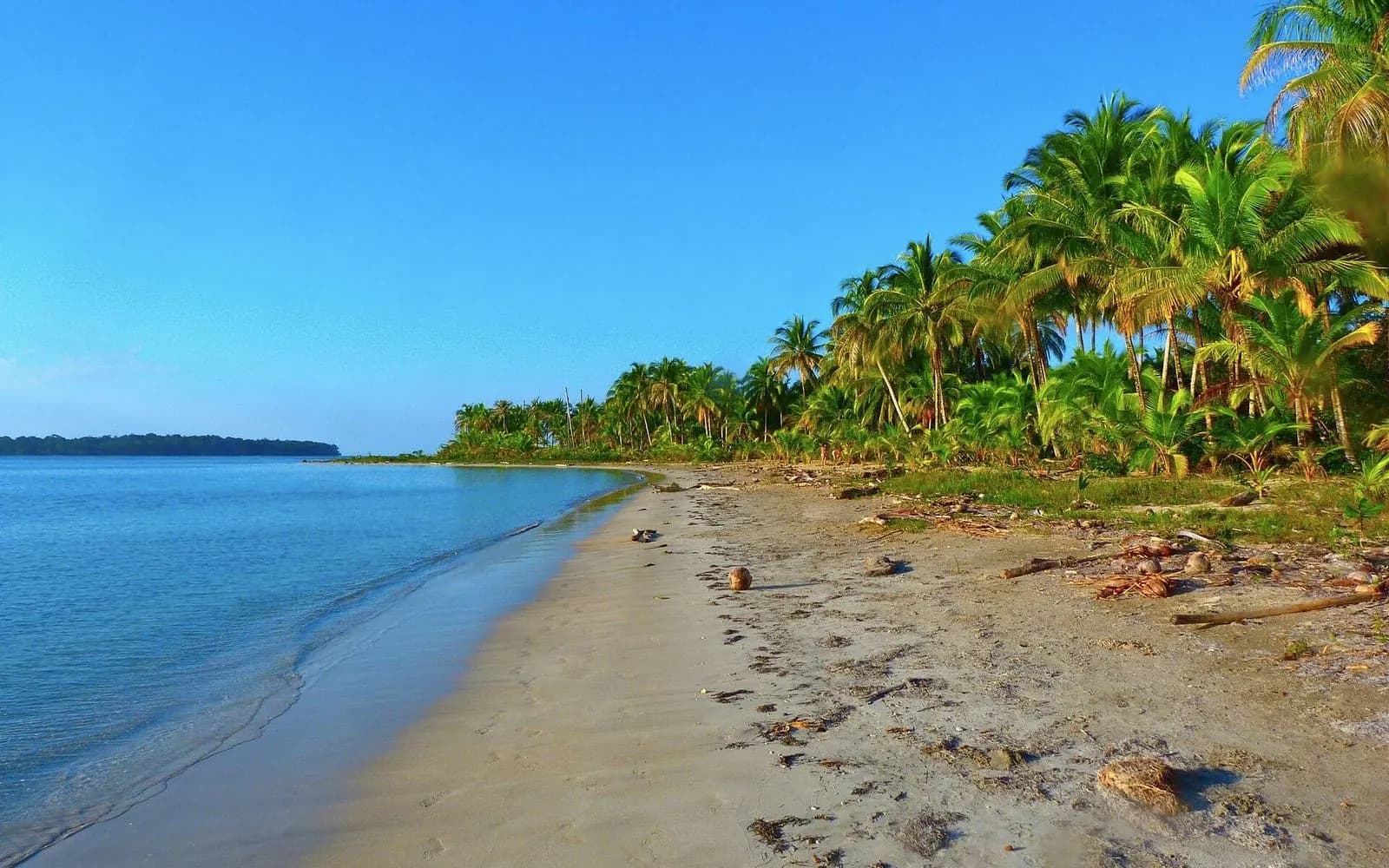 Palm-lined sandy beach beside calm blue water on Isla Colón, Bocas del Toro, Panama